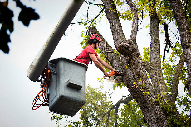 Best Seasonal Cleanup  in Spring Grove, IL